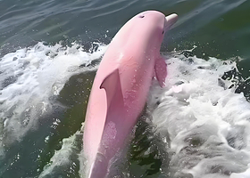 三娘湾一日游【三娘湾出海看海豚(官方正规船票)一人起/可订]快艇出海寻红/白/粉海豚/看海豚/追海豚】