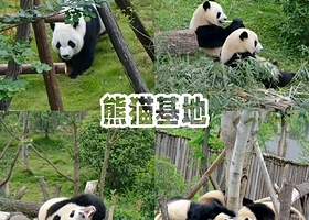 【酒店套餐】隐蜀酒店（成都熊猫基地店）住1晚+2张成都大熊猫繁育研究基地门票