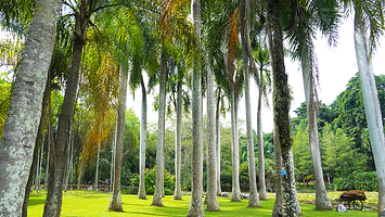 中国科学院西双版纳热带植物园+西双版纳傣族园一日游【2-6人拼小团丨市区酒店接送丨纯玩0购物丨可选拼讲解套餐】