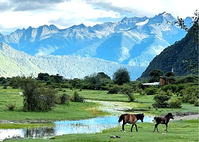林芝鲁朗国际旅游小镇+鲁朗林海一日游