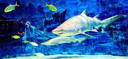 北京动物园+北京海洋馆一日游【三河出发】