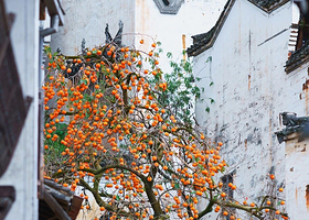 【住景区内官方酒店】篁岭倚山居美宿（篁岭景区店）1晚+双人婺源篁岭景区含上下索道+双早