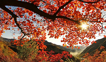 北京坡峰岭一日游【赏秋胜地◆周末亲子游】