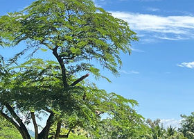 中国科学院西双版纳热带植物园+曼远村一日游【6人内mini团丨市区上门接送丨懒人游丨晚出发丨大众打卡】