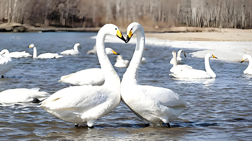 天鹅湖+布鲁维斯号+猫头山+那香海海上火车+画中画+火炬八街+孤独公约一日游【赠鹅粮 经典团/小团】