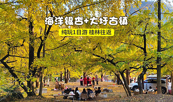 桂林海洋银杏+大桐木湾村+大圩古镇一日游【桂林往返~纯玩】