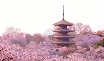 武汉东湖樱花园+湖北省博物馆+国立武汉大学-牌楼+黄鹤楼+户部巷一日游【春季限定 纯玩无购物樱花季可选小团】