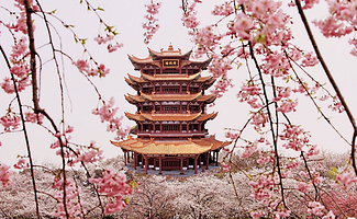 黄鹤楼+湖北省博物馆+东湖磨山景区+东湖樱花园+武汉大学+武汉长江大桥+江汉关大楼一日游【浪漫樱花/轮渡游江】