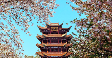 黄鹤楼+湖北省博物馆+东湖磨山景区+东湖樱花园+武汉大学+武汉长江大桥+江汉关大楼一日游【浪漫樱花/轮渡游江】