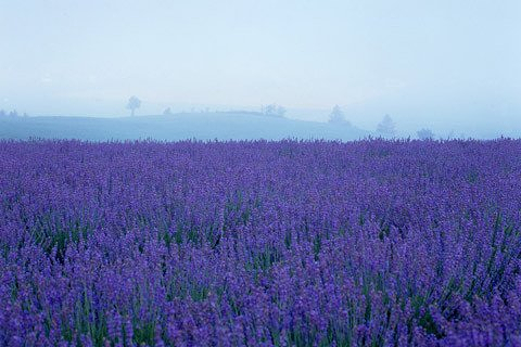 【北京出发 清明小长假日本北海道、小樽、函