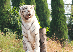 济南野生动物世界一日游【淄博出发】