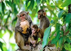 三亚南湾猴岛+呆呆岛一日游【私家团/大巴团可选 亲子游  猕猴童趣】