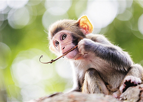 三亚南湾猴岛一日游【亲子游 含猴岛跨海索道 欢乐舒适亲子游】