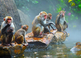 保亭黎族苗族自治县海南槟榔谷黎苗文化旅游区一日游【黎苗风情丨往返接送+门票丨可选含猴岛丨呆呆岛】