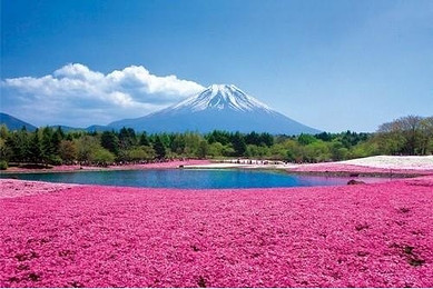 五一黄金周到日本旅游--花树の东洋 日本本州