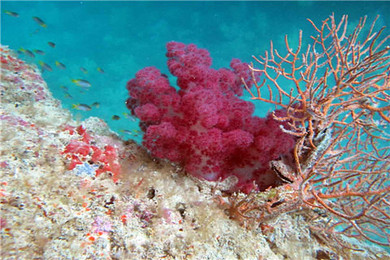 【自由之地,帛琉帕劳】 5天3晚\/6天4晚自由行 