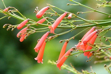 海南三亚+蜈支洲岛+呀诺达+亚龙湾+南山佛教