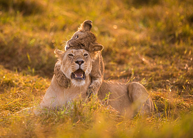 北京北京野生动物园一日游【亲子游.专线直通车.童趣无限.不含门票】