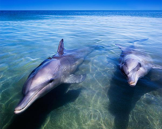 【北京往返悉尼机票团购】-澳大利亚,悉尼旅游