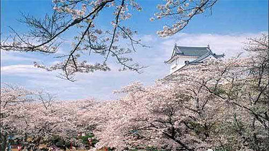 【大阪自由行特价】上海到日本大阪自由行日航