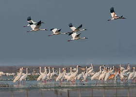 庐山风景名胜区+婺源篁岭景区+龙虎山风景区+三清山风景区+景德镇中国陶瓷博物馆五日游【江西全境游★纯玩品质团】