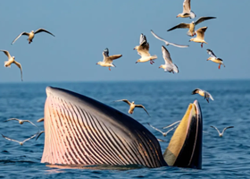 北海涠洲岛一日游【限时观鲸季】观鲸专线/11人小团/出海观鲸/赏海上风光】