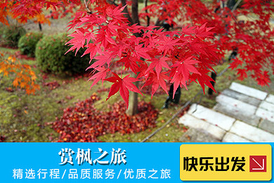 南京直飞【难以抗拒的绚丽秋天】河口湖红叶回