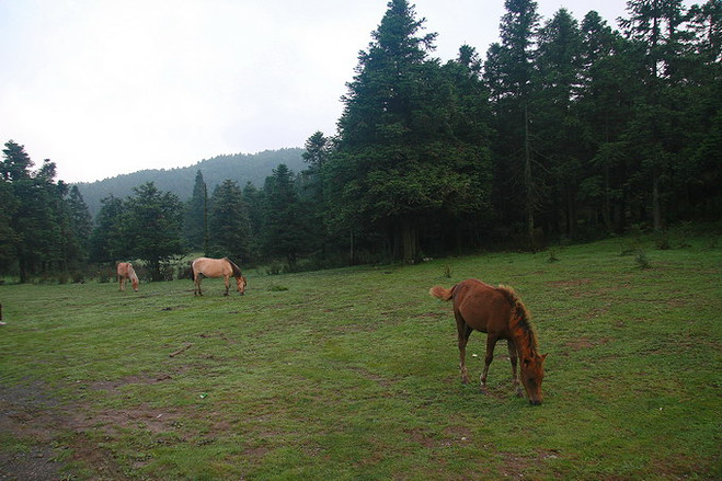 <em>仙女山草原</em>-天坑三桥-芙蓉洞2日游(含印象<em>武隆</em>