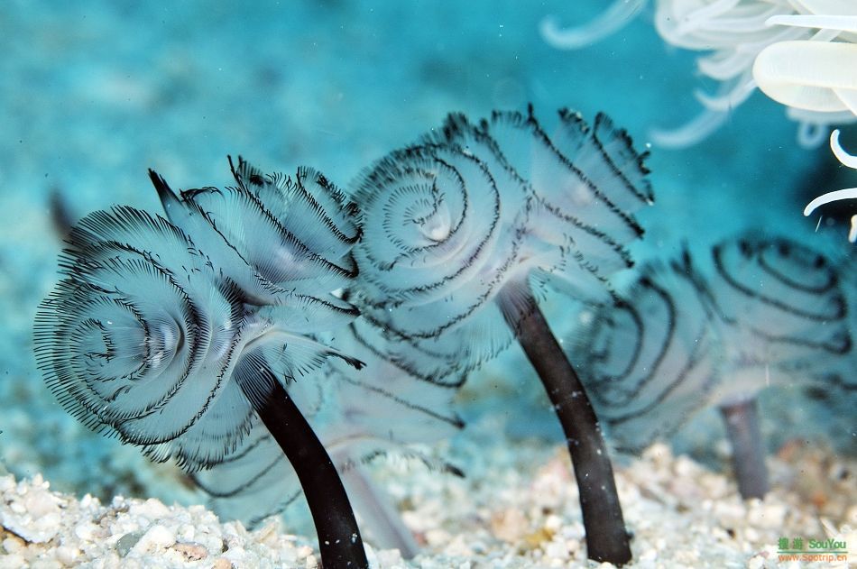 体育旅行社有限公司-客服电话:4008-737-727转