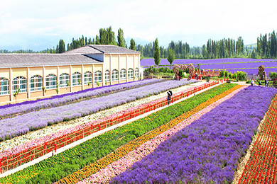 【新疆霍城熏衣草旅游文化节主打火车3日游线