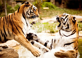 栾川竹海野生动物园一日游【焦作出发】