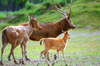 大丰半岛温泉酒店 大丰麋鹿自然保护区 亲子自