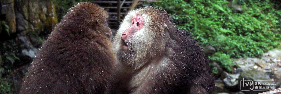 多日期出发,重庆至峨眉山全景、乐山3日跟团游