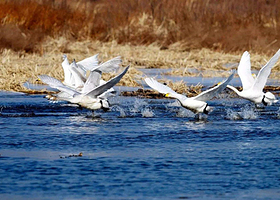 北京野鸭湖湿地公园包车一日游|独立包车、踏青赏春、上门接送、可选含古崖居