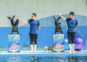 圣蓝海洋公园一日游【赠价值200元沙滩帐篷免租使用◆仙螺岛外滩◆海豚表演*海底世界*玫瑰沙滩*嘉年华游乐场】