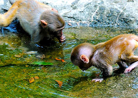 三亚猴岛公园+海南槟榔谷黎苗文化旅游区一日游【门票+接送】