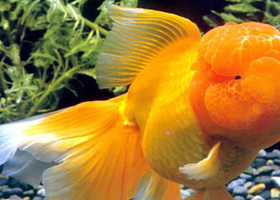 济南泉城欧乐堡海洋极地世界一日游【德州出发】