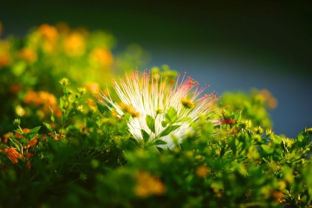 【北京往返塞舌尔机票团购+普拉兰岛酒店团购