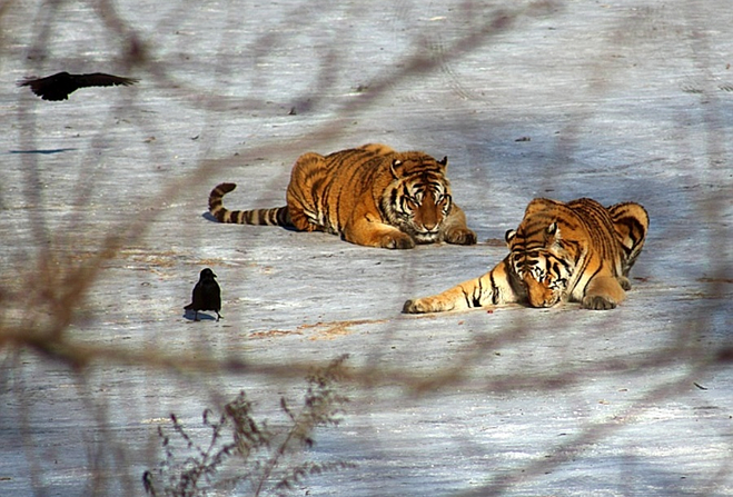 【哈尔滨市内精品纯玩1日跟团游团购】-哈尔滨