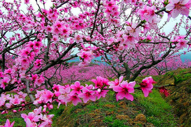 【2014赏花季】成都出发--重庆<em>武隆</em>、<em>仙女山</em>、