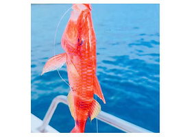 三亚万宁纯海钓煮鱼钓鱼艇三亚湾亚龙湾近海远海海钓拼船包船