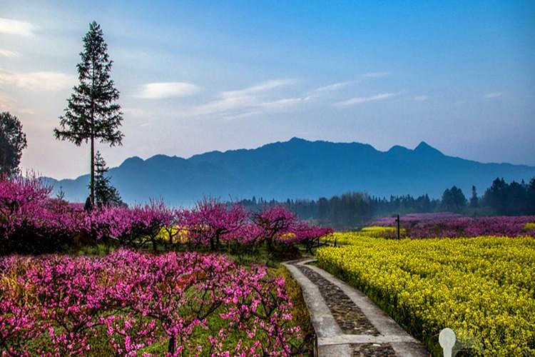 后游览西递大周山【石林景区】,这里百亩花海中的各种花次第,把