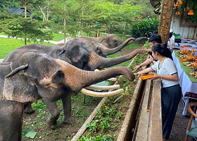 西双版纳野象谷+原始森林一日游【探寻野象踪迹+观看孔雀放飞/可选豪华2+1头等舱】