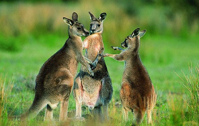 距离接触澳洲的动物明星--考拉与袋鼠;全悉尼最