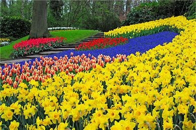 香花园-库肯霍夫,海牙马德罗丹小人国+皇家代