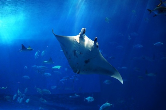 日本旅游必去的地方、日本旅游大概多少钱、日