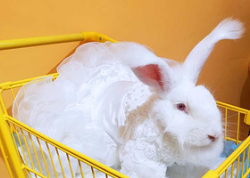 长沙安哥拉巨兔主题馆