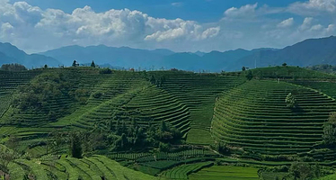 普洱竜竜金宇茶咖农庄