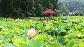 荷花谷旅游景区