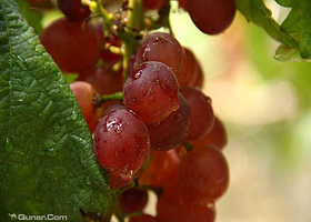 碧翠园休闲生态农庄